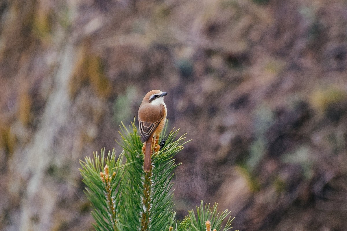 Brown Shrike - ML578142041