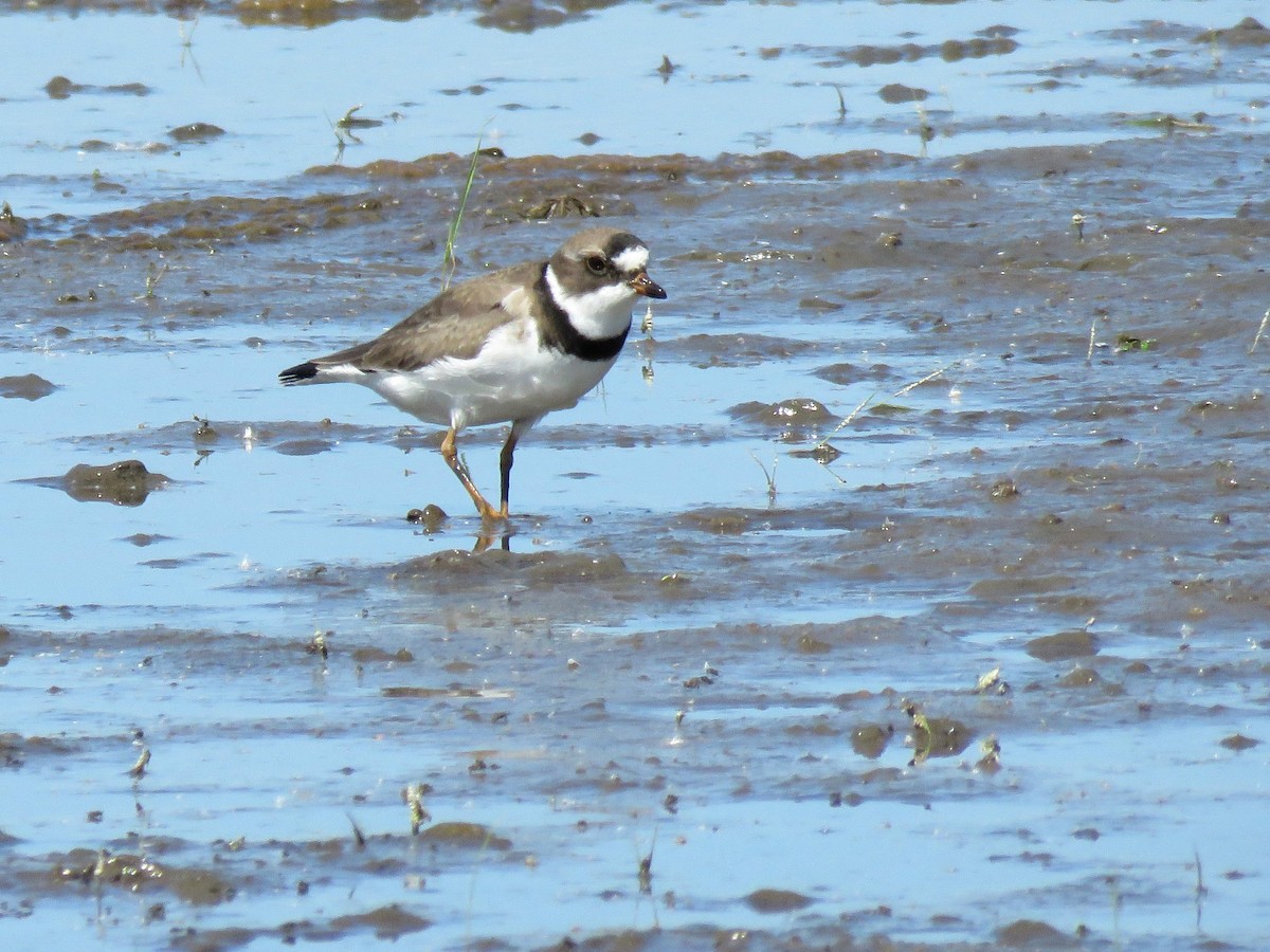 Semipalmated Plover - Davida Kalina