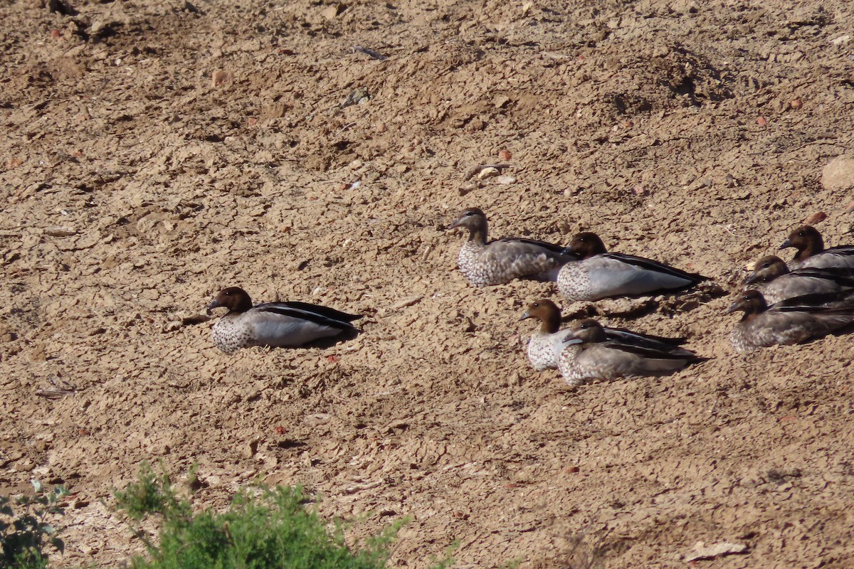 Maned Duck - ML578143831