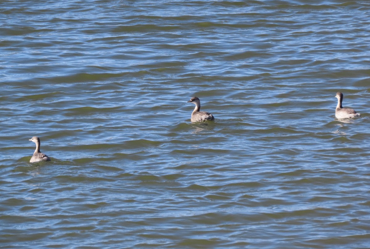 Hoary-headed Grebe - ML578143881