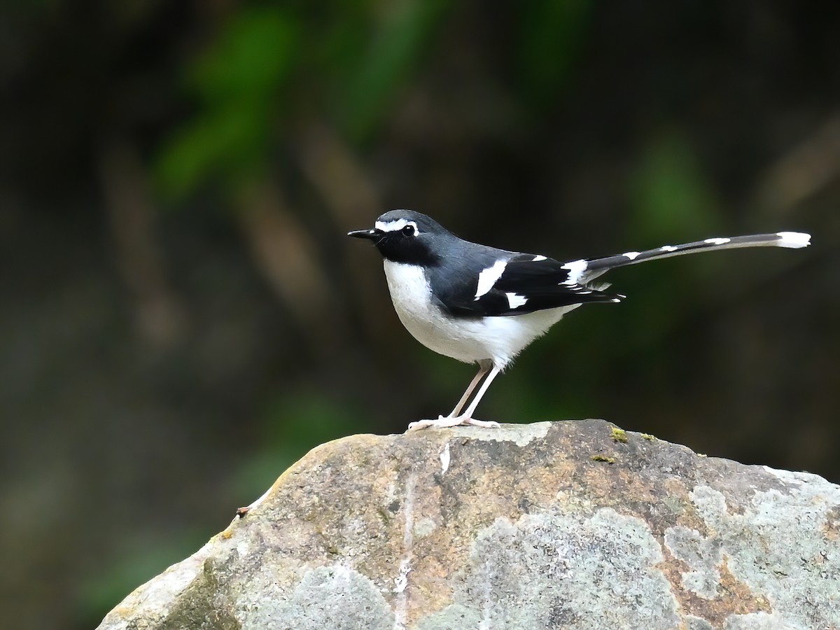 Slaty-backed Forktail - ML578143901