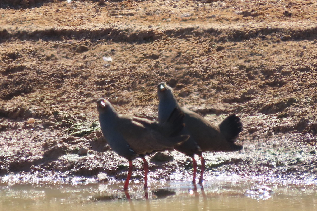 Black-tailed Nativehen - ML578144351