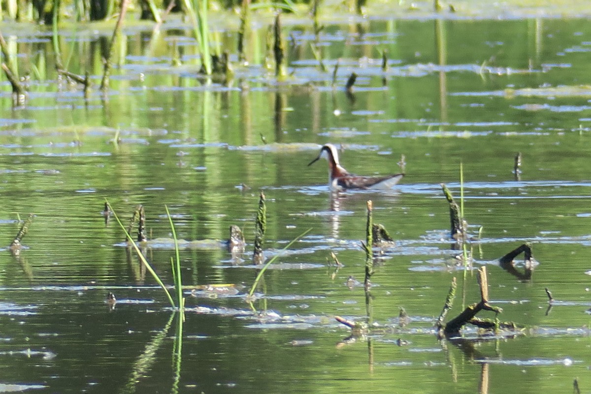 hvithalesvømmesnipe - ML578144521