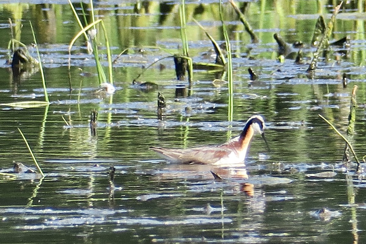 hvithalesvømmesnipe - ML578144541