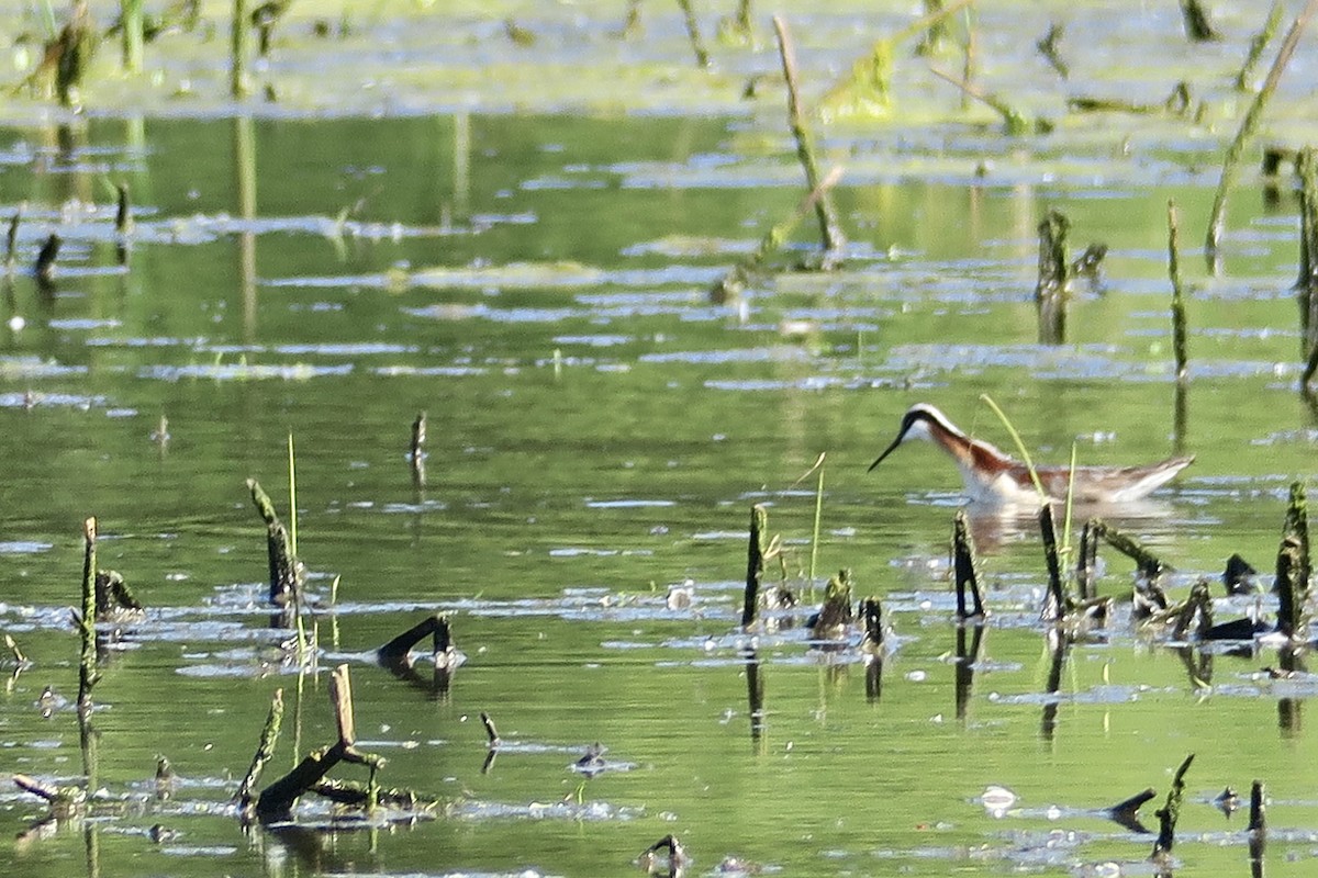 hvithalesvømmesnipe - ML578144551