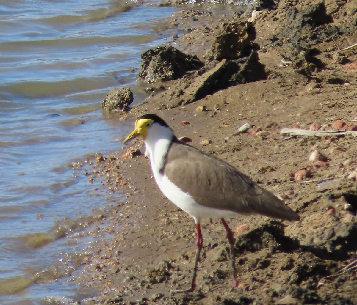 Masked Lapwing - Darcy Juday