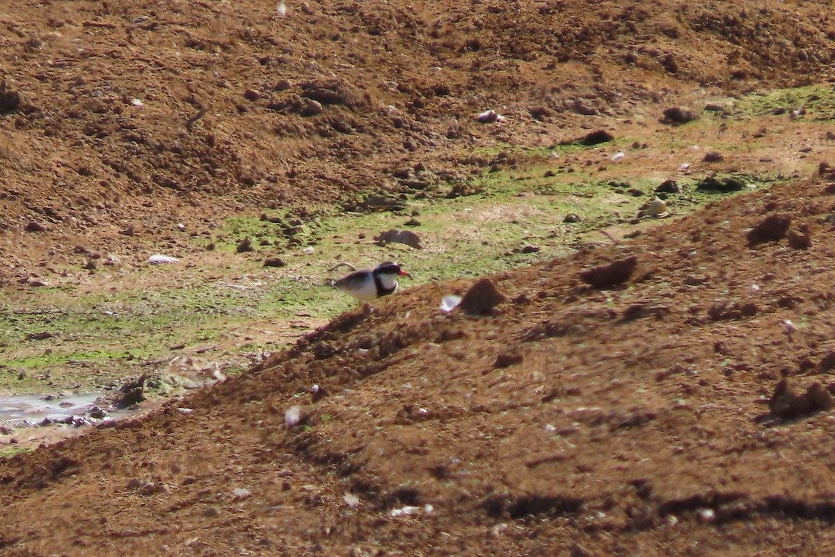 Black-fronted Dotterel - ML578144741