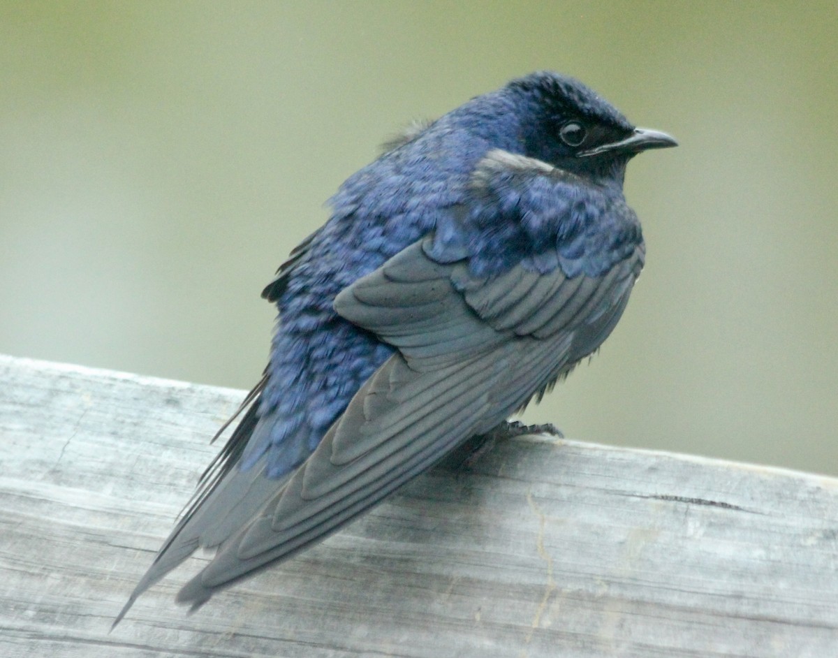 Purple Martin - ML57814491