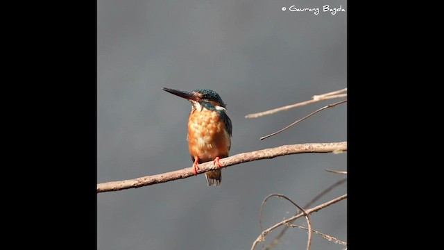 Common Kingfisher - ML578144981