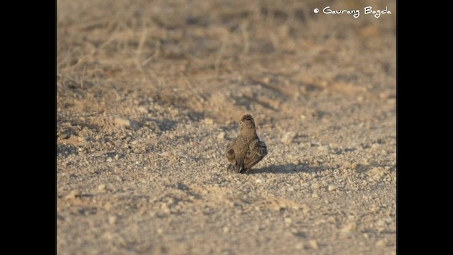 Sand Lark - ML578144991