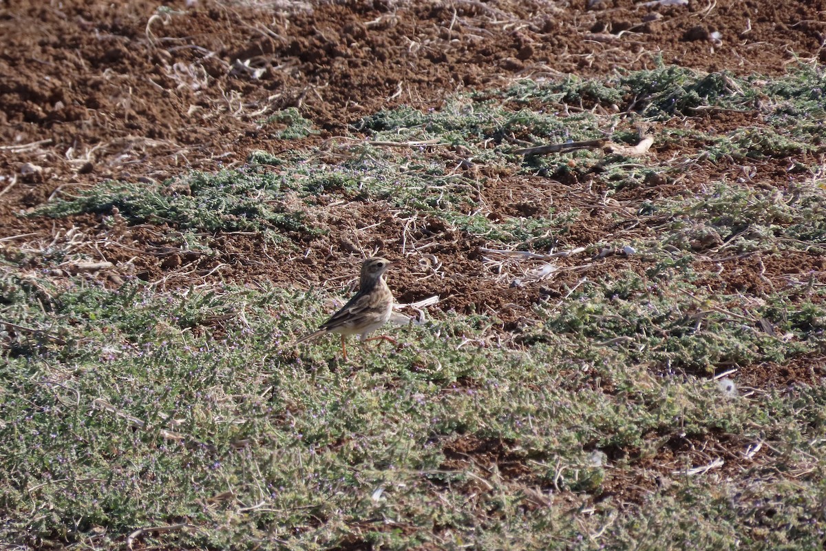 Australian Pipit - ML578145031