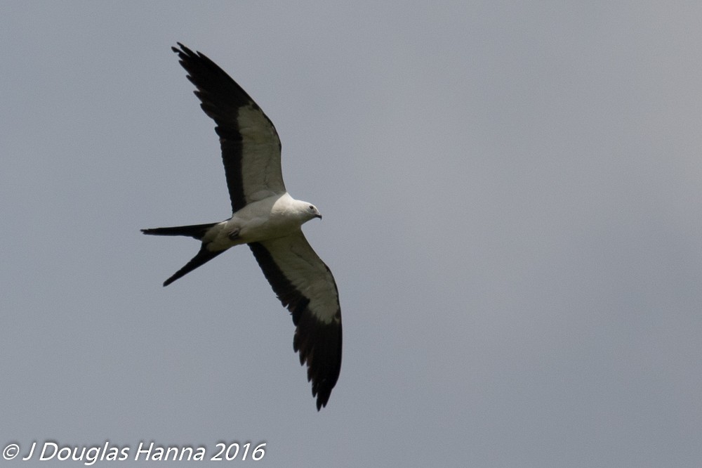 Swallow-tailed Kite - ML578145541