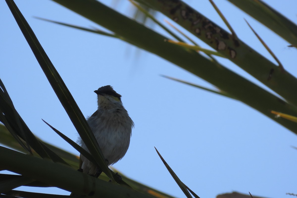 Singing Honeyeater - ML578146261
