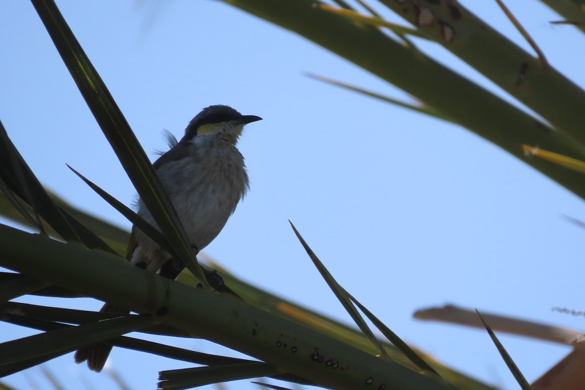 Singing Honeyeater - ML578146271