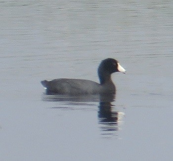 American Coot - ML578146601