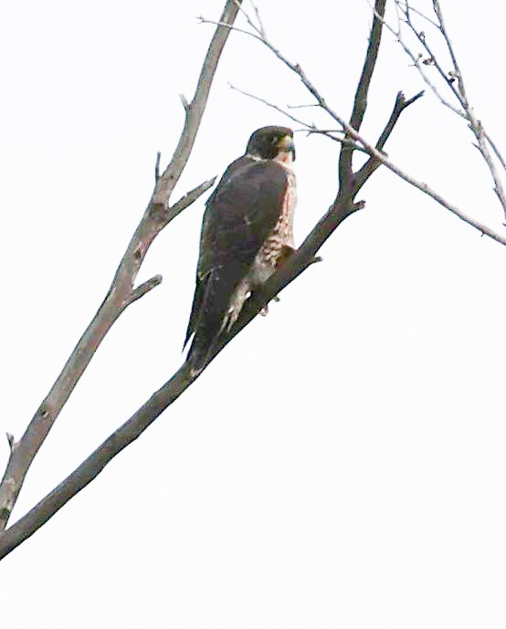 Peregrine Falcon - ML578147251