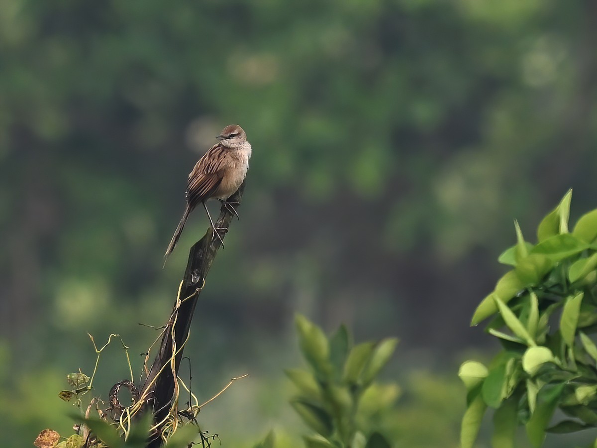 Striated Grassbird - ML578147691