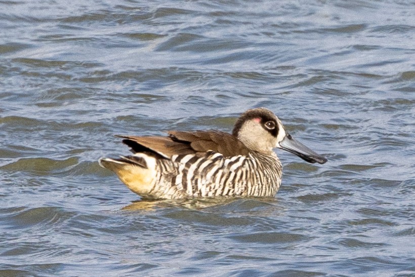 Pink-eared Duck - Richard and Margaret Alcorn