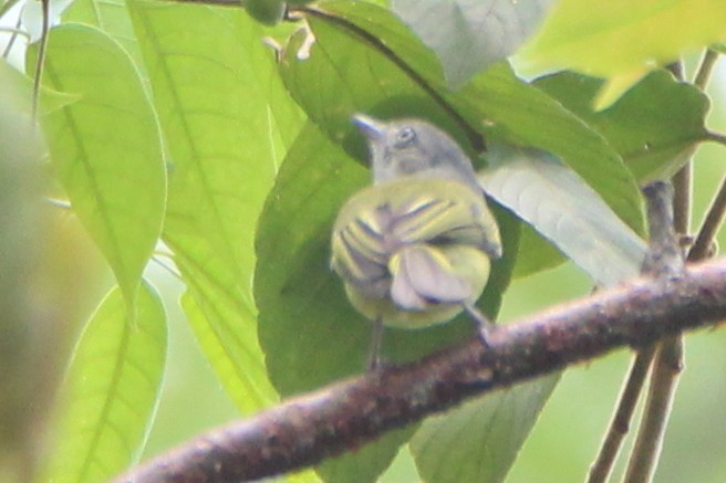 Yellow-olive Flatbill - Paul Lewis