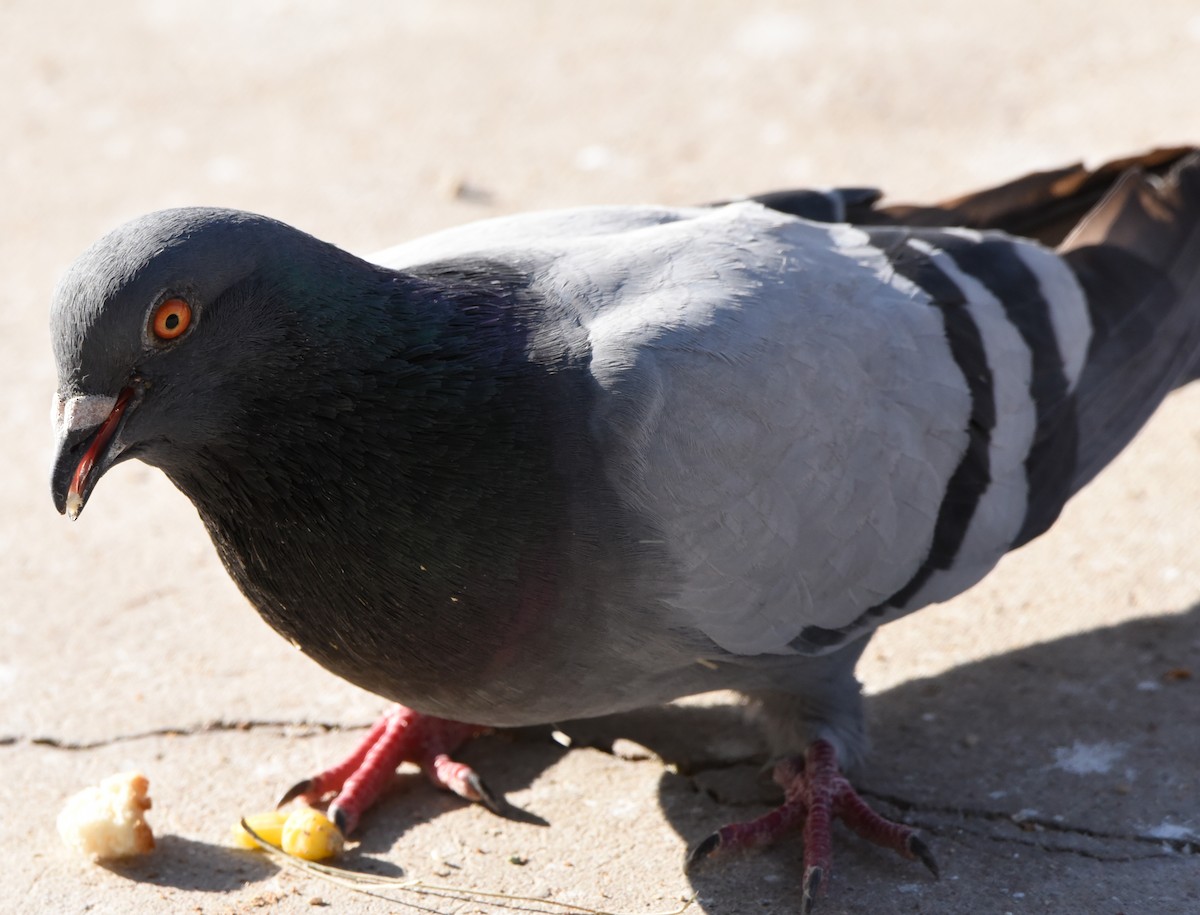 Rock Pigeon (Feral Pigeon) - Jim Braunsdorf