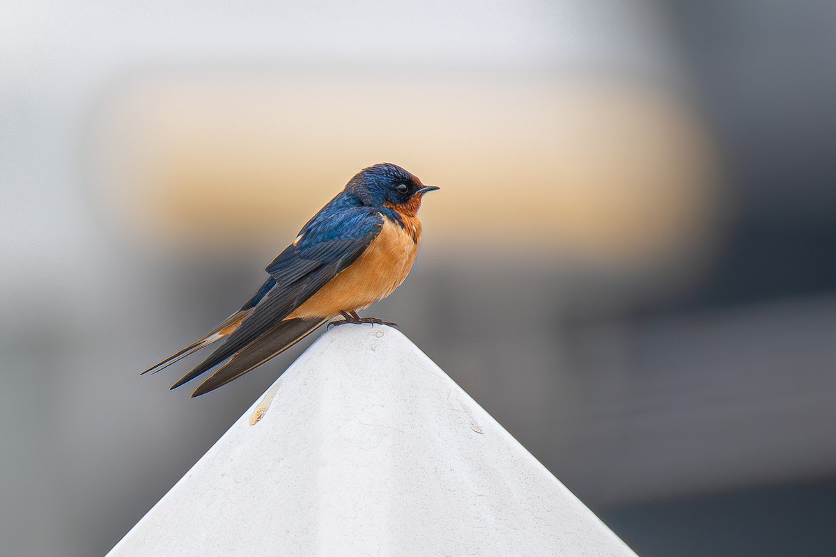 Barn Swallow (American) - ML578150481