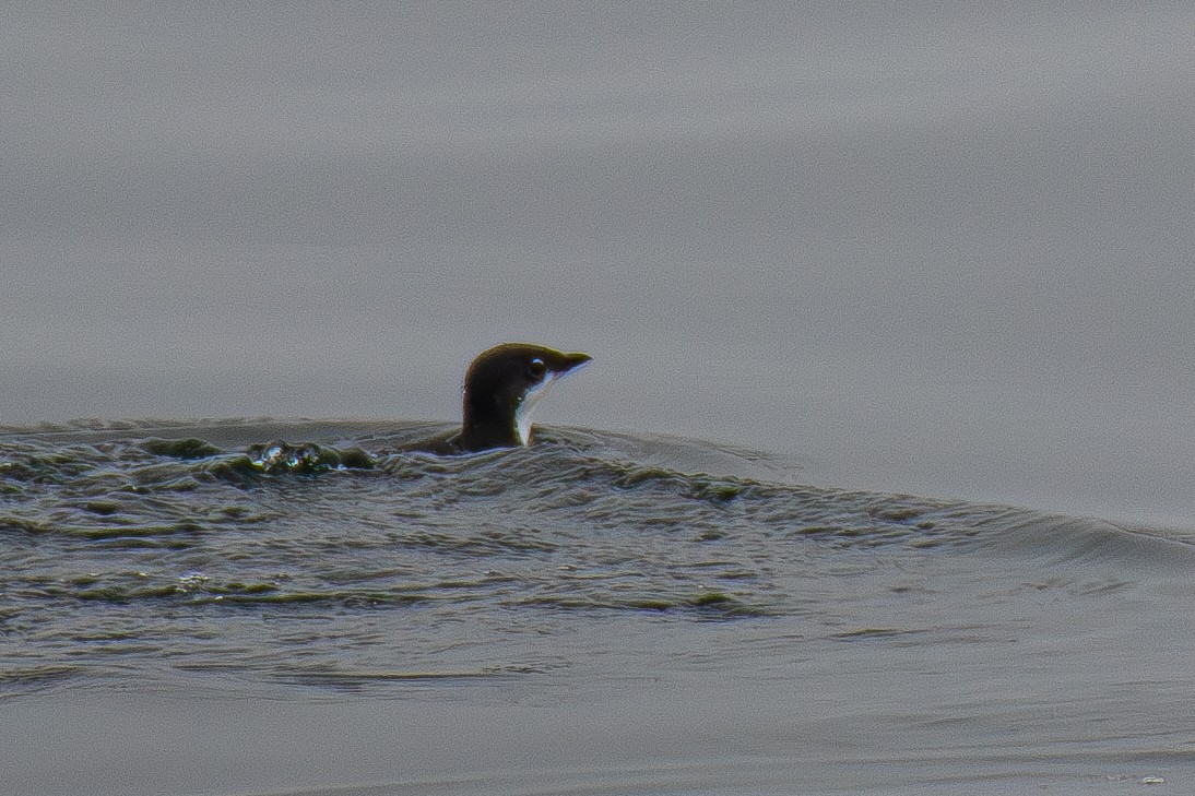 Scripps's Murrelet - ML578150681