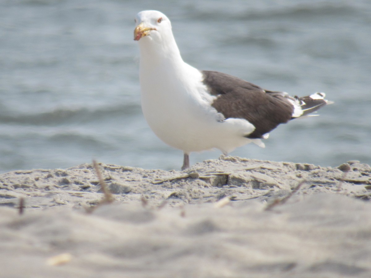 Great Black-backed Gull - ML578150971