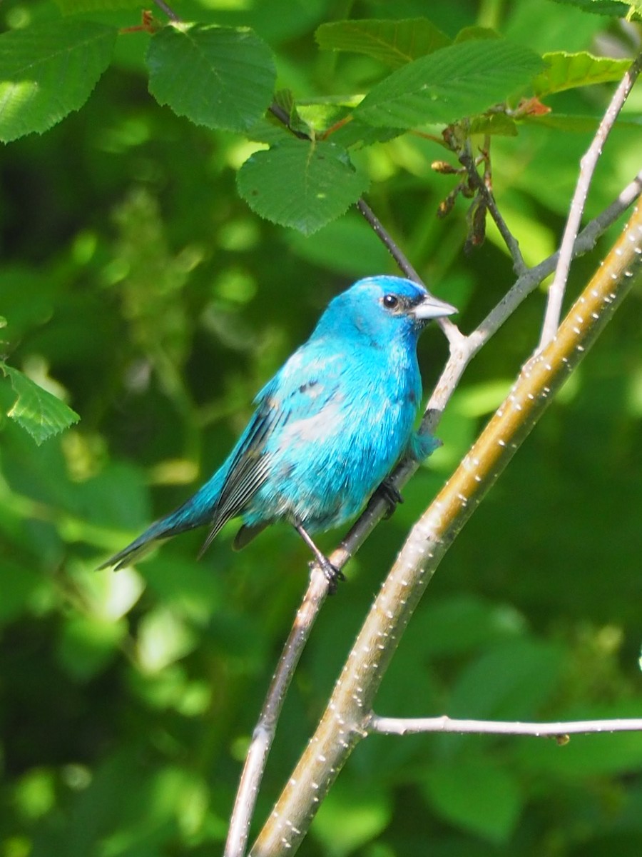 Indigo Bunting - ML578151051