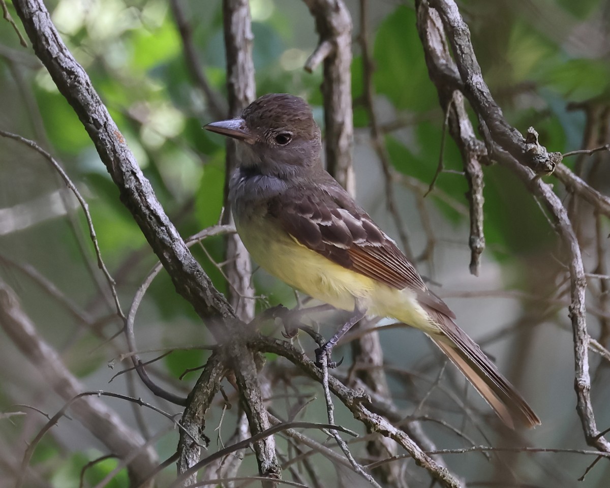 Great Crested Flycatcher - ML578151581