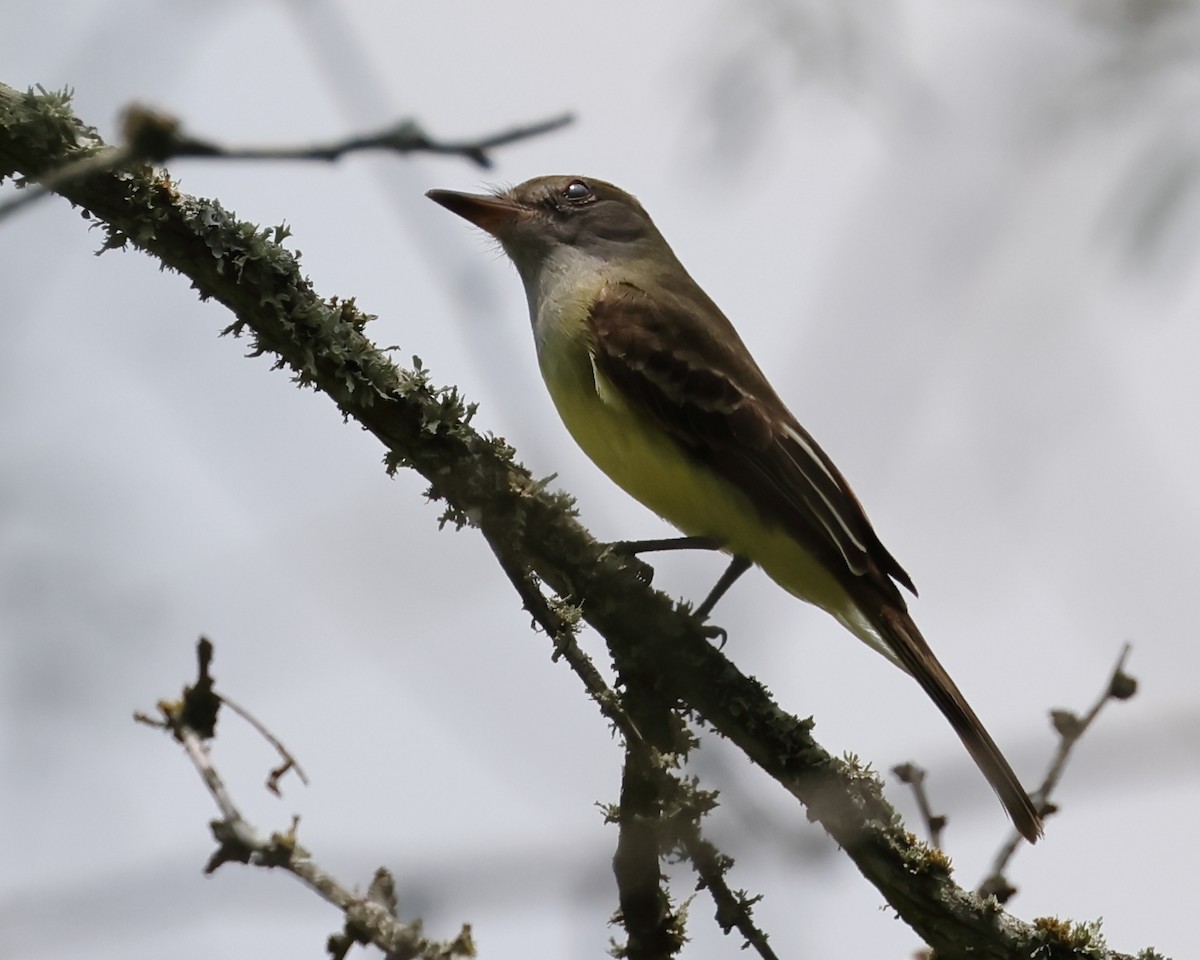Great Crested Flycatcher - ML578151681
