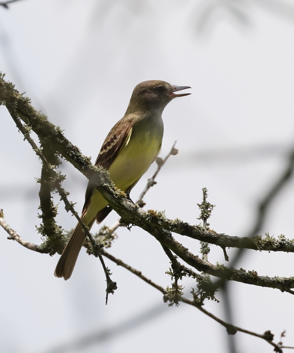 Great Crested Flycatcher - ML578151761