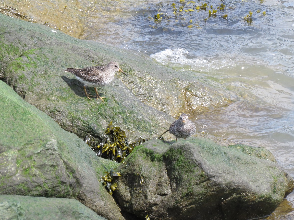 Purple Sandpiper - ML57815181