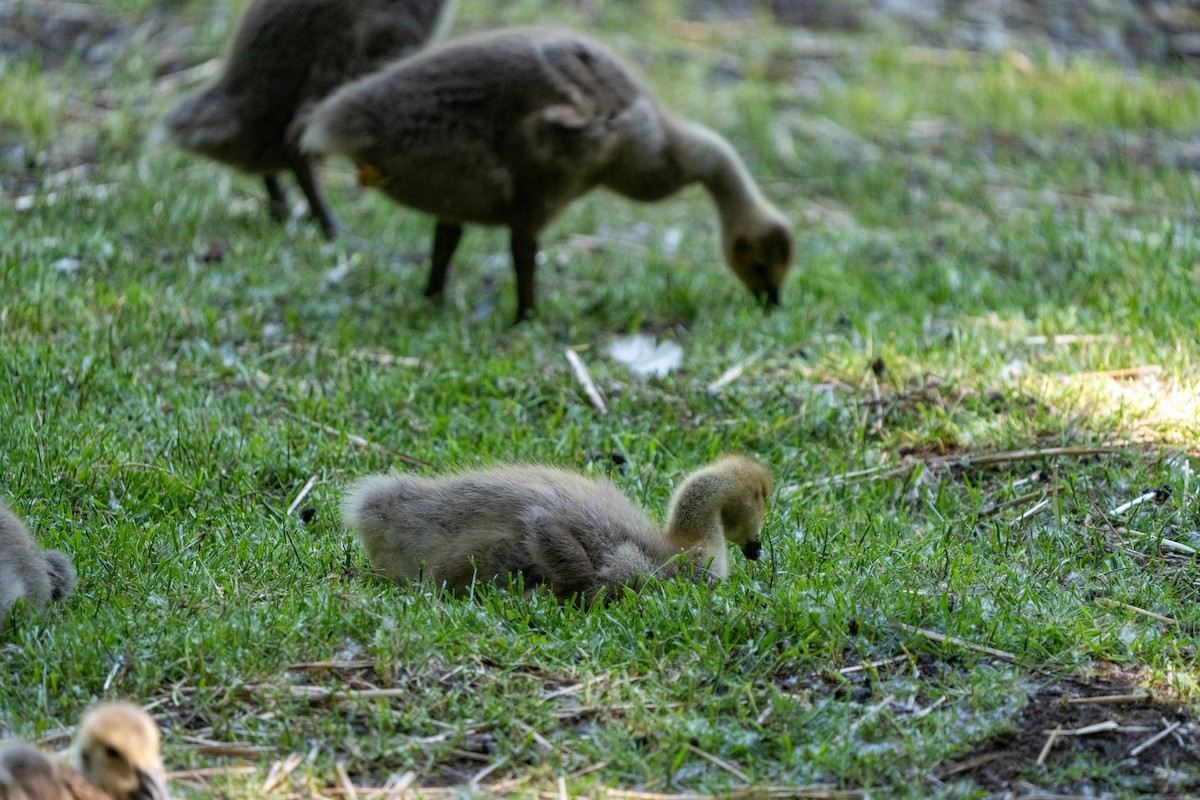 Canada Goose - ML578152051