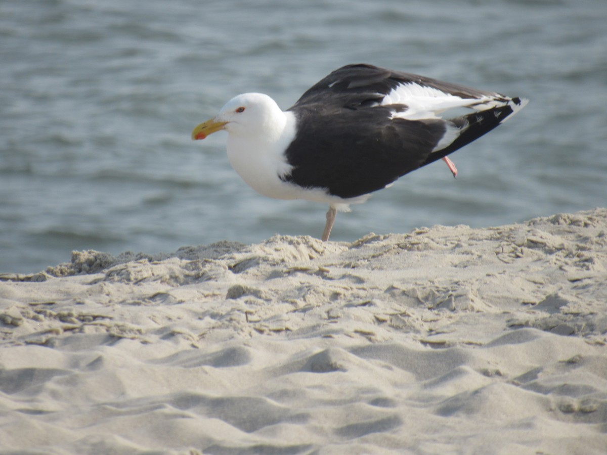 Great Black-backed Gull - ML578152321