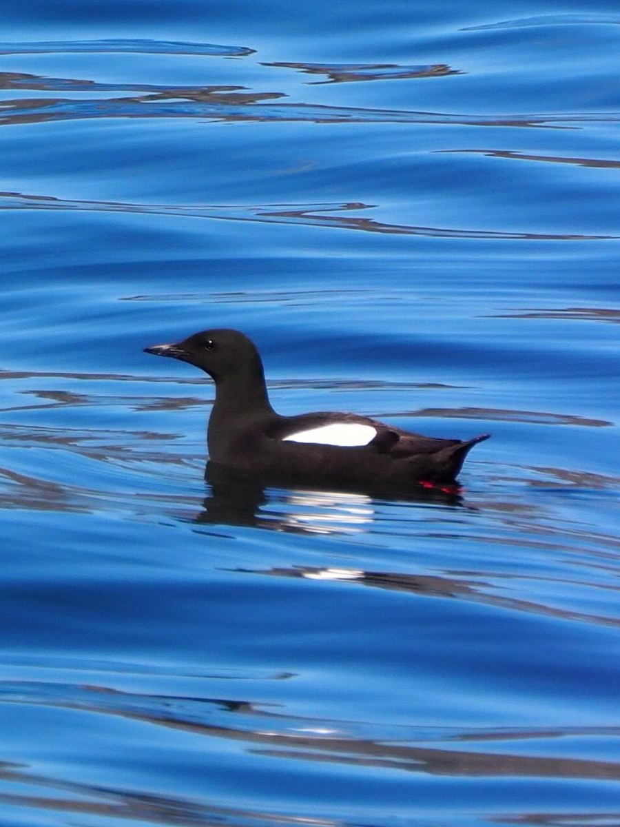 Black Guillemot - ML578152911