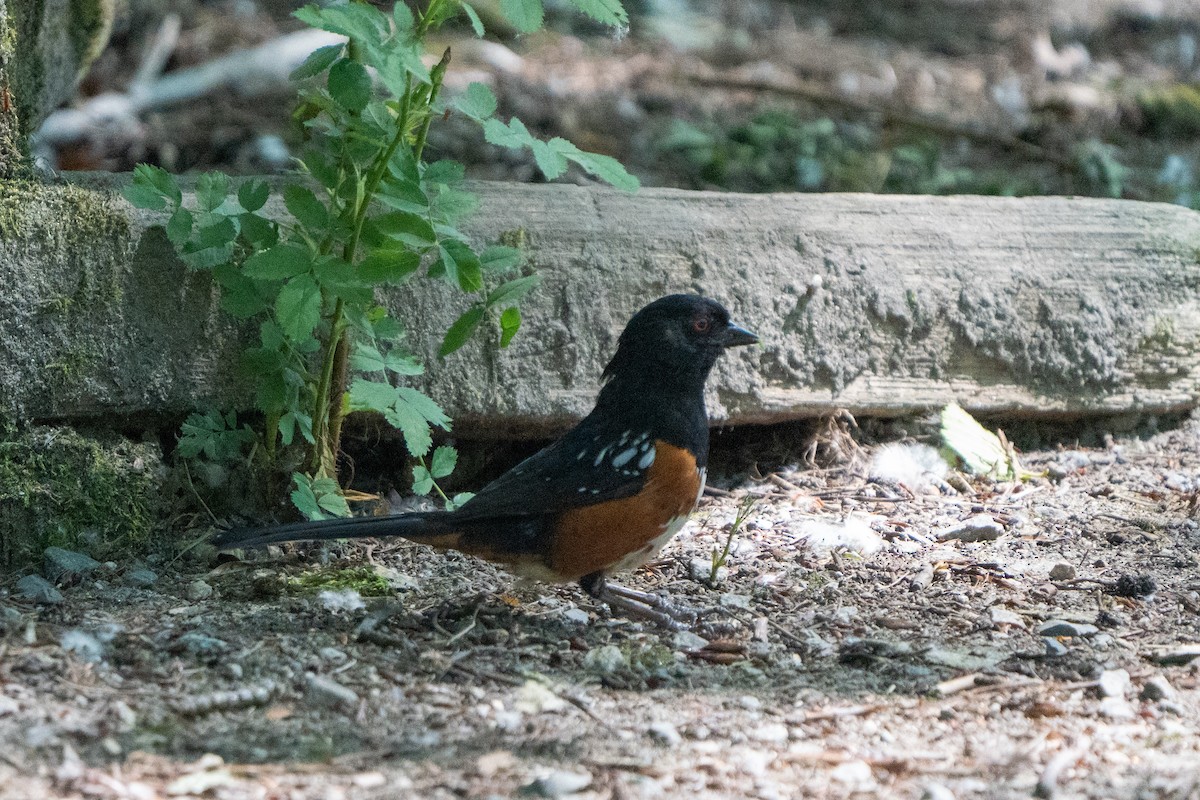 Spotted Towhee - ML578153801