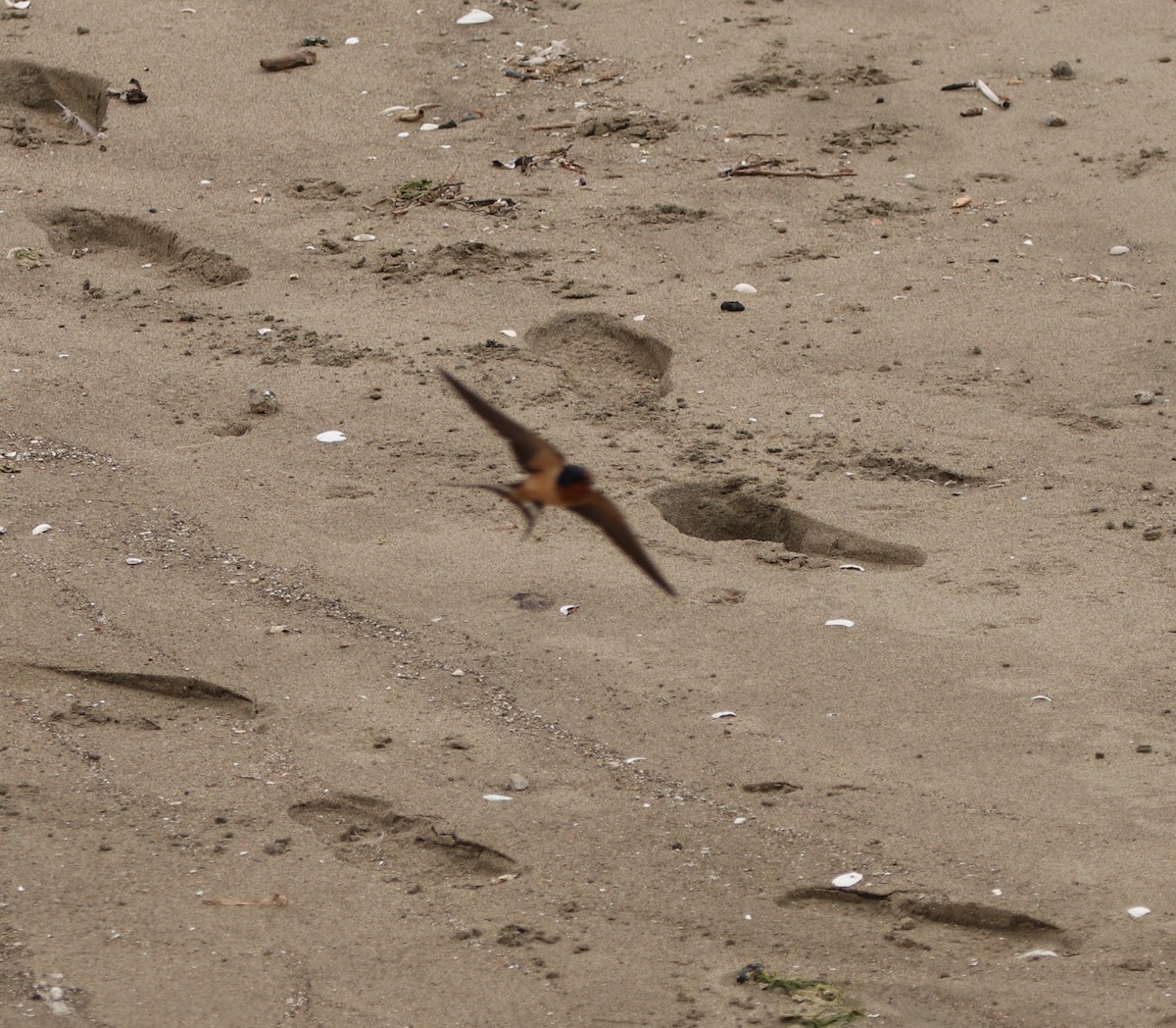 Golondrina Común - ML578153831