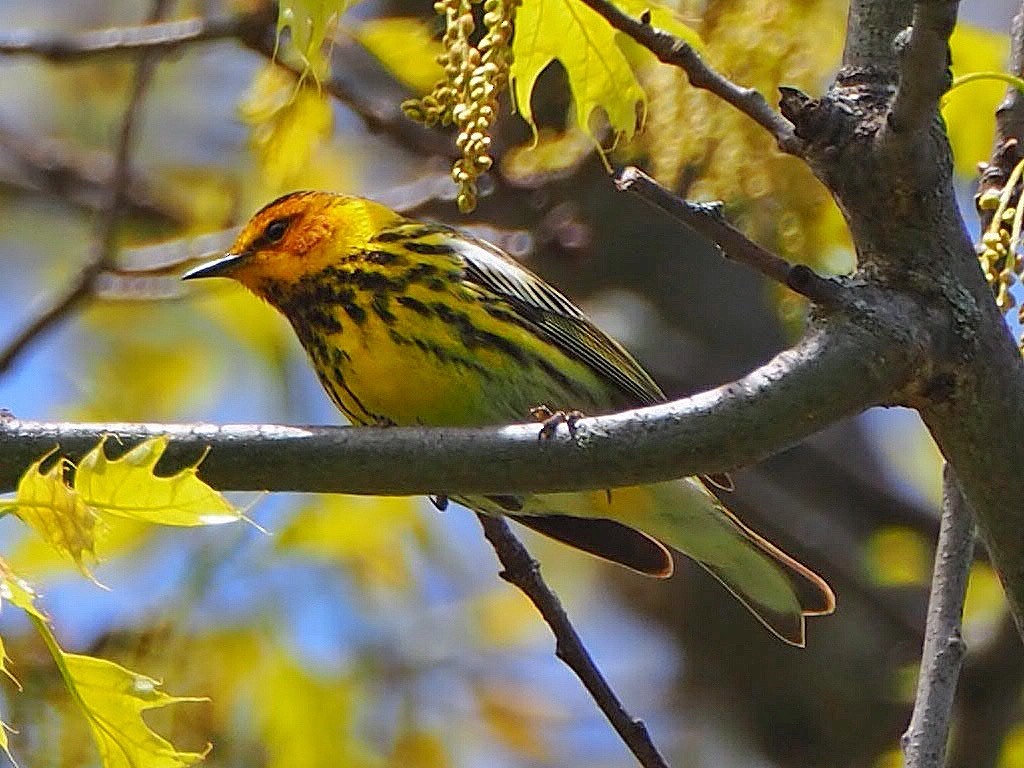 Cape May Warbler - C Liazos