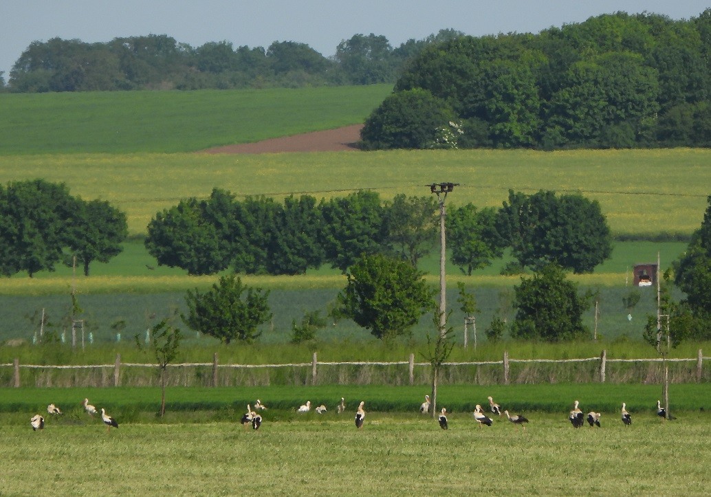 Cigogne blanche - ML578155341