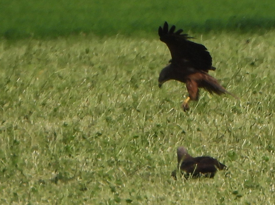 Black Kite - Jiří Šafránek