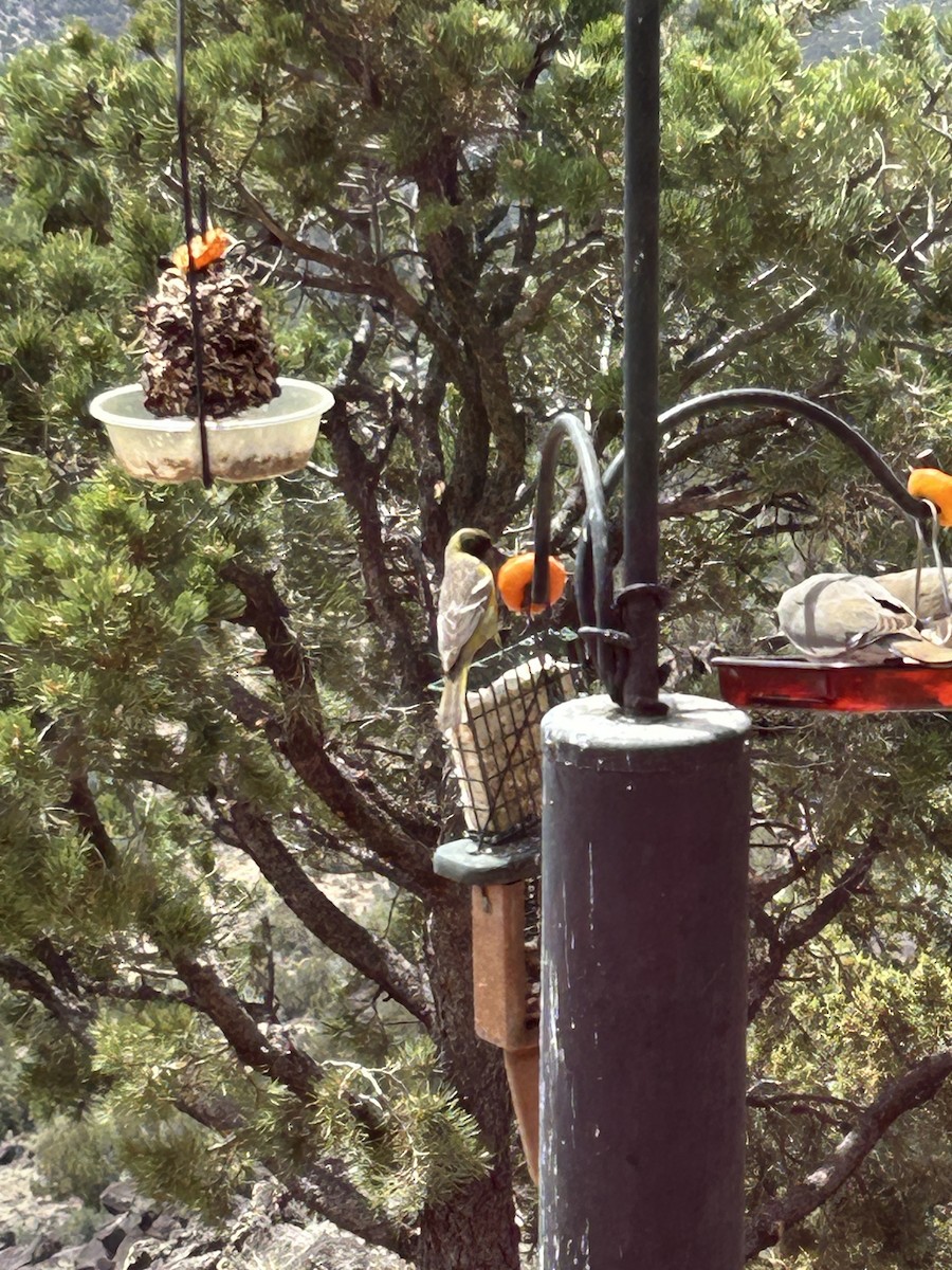 Oriole jaune-verdâtre - ML578156371