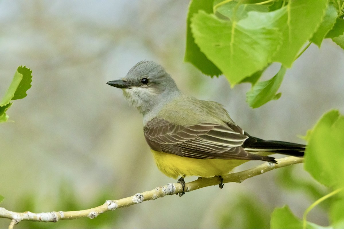 Western Kingbird - ML578157291