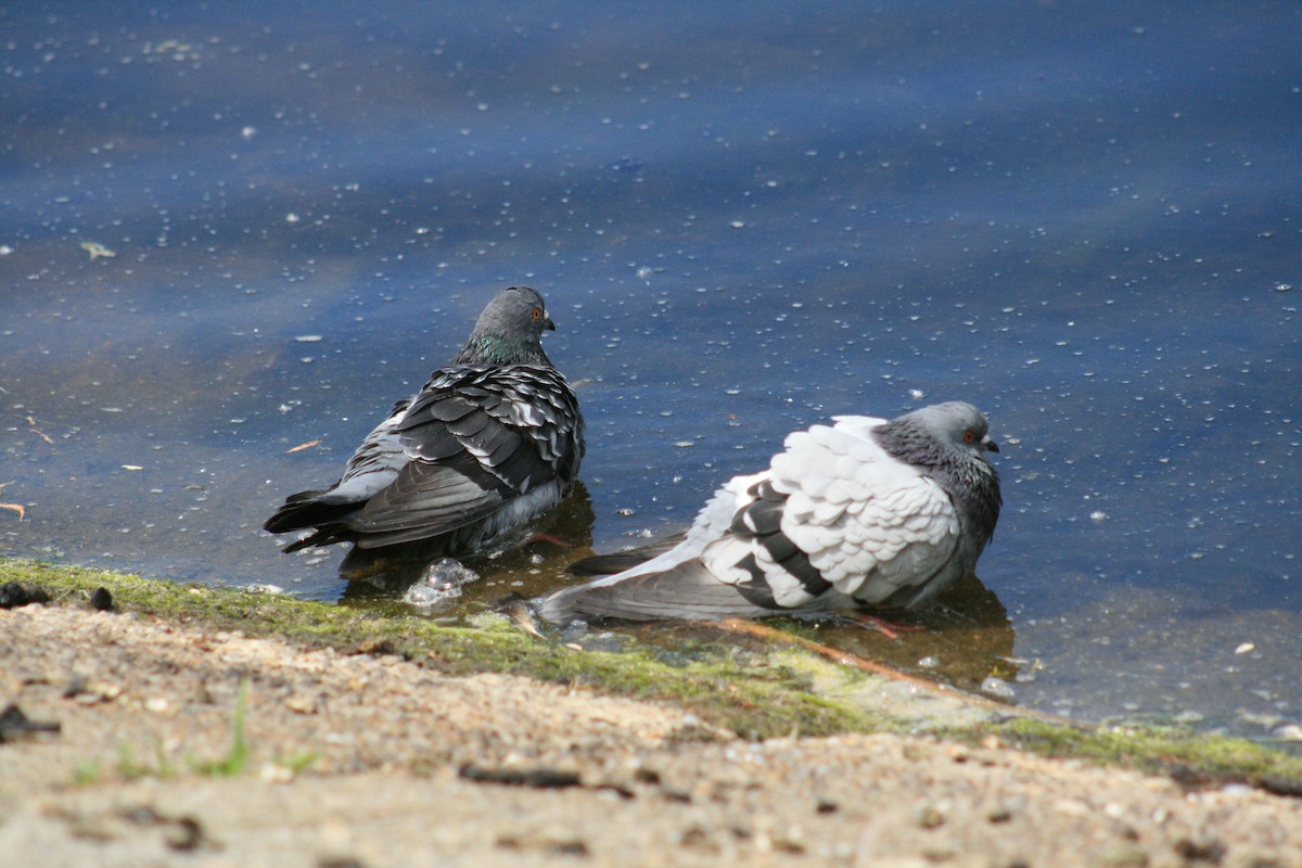 Rock Pigeon (Feral Pigeon) - ML578157321