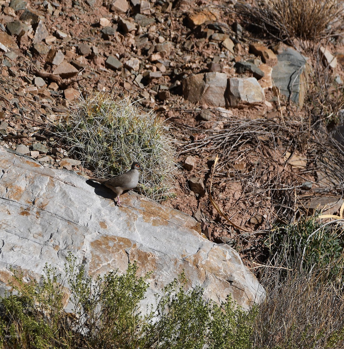 Bare-eyed Ground Dove - ML578157701