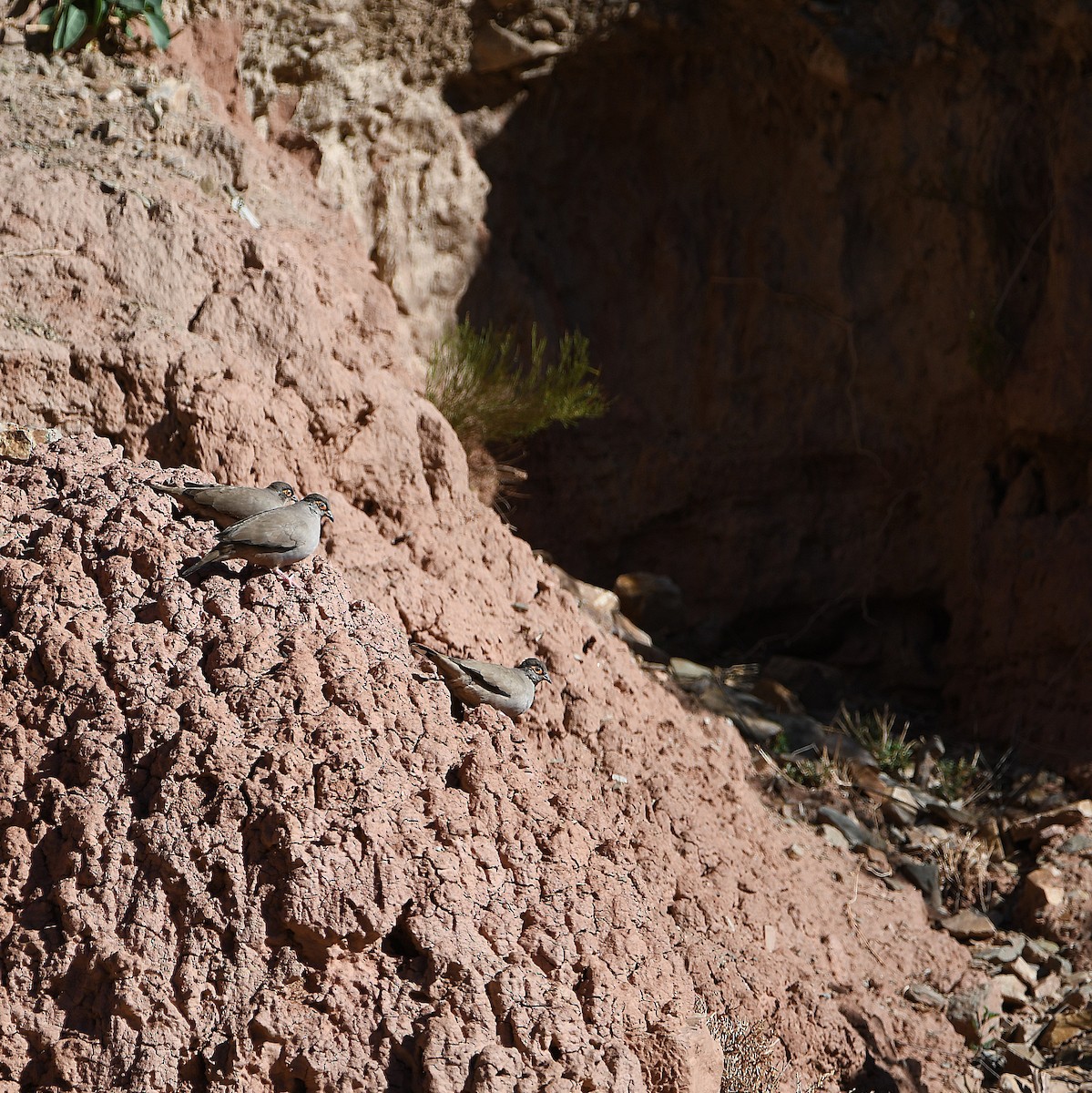 Bare-eyed Ground Dove - ML578157881