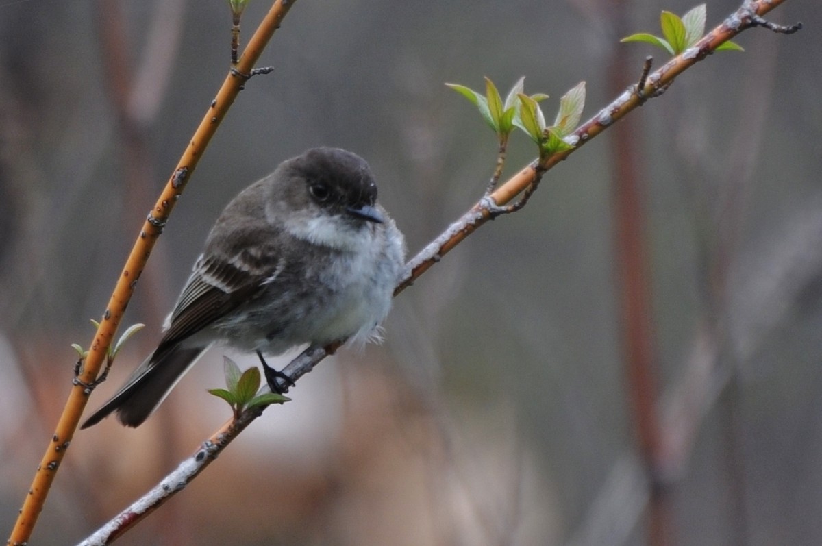 Eastern Phoebe - Rick Beaudon