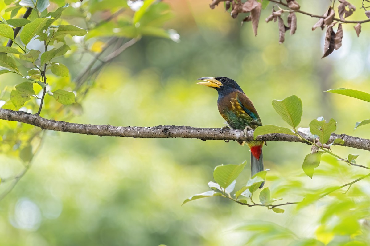 Great Barbet - ML578158951