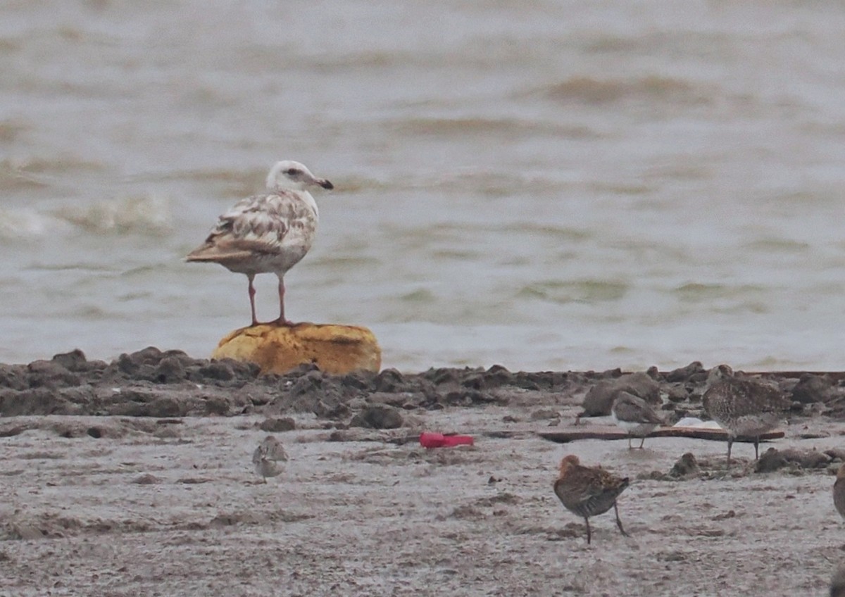 Slaty-backed Gull - ML578159131