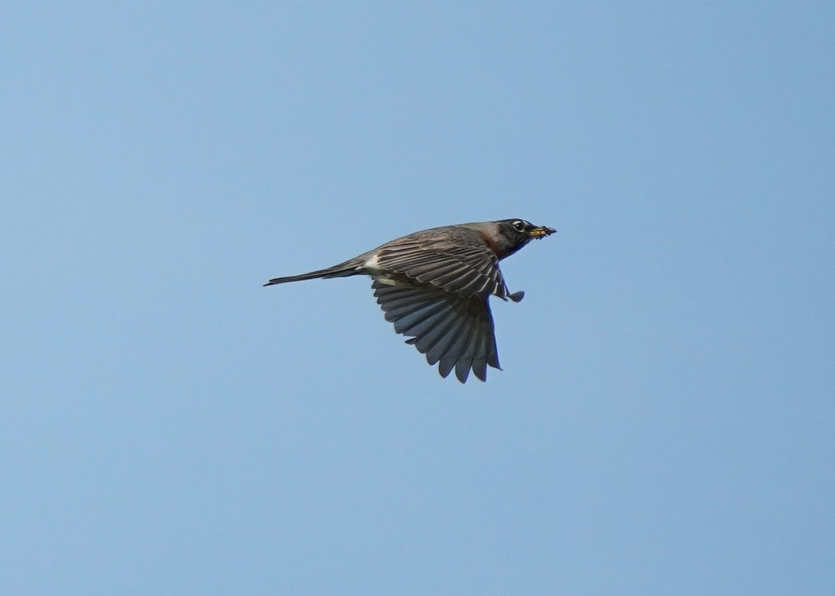 American Robin - ML578159641