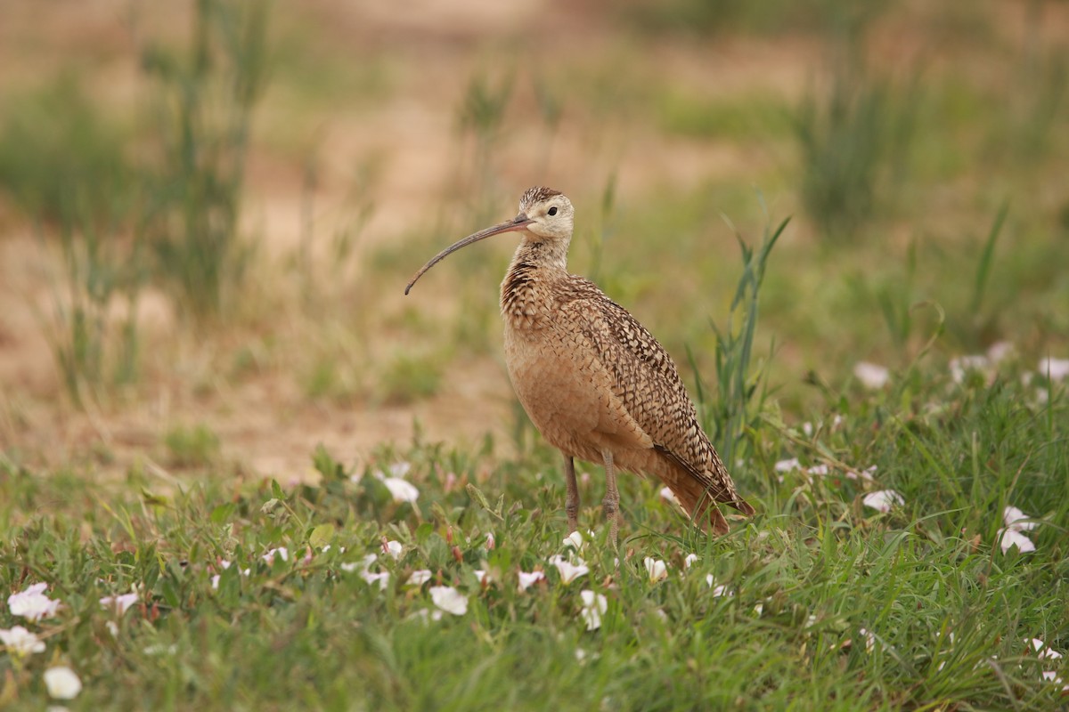 Long-billed Curlew - ML578159691